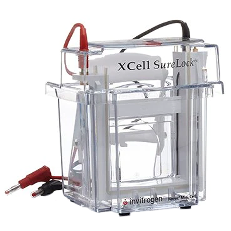 Электрофорез белков Thermo Fisher Scientific XCell SureLock Mini-Cell